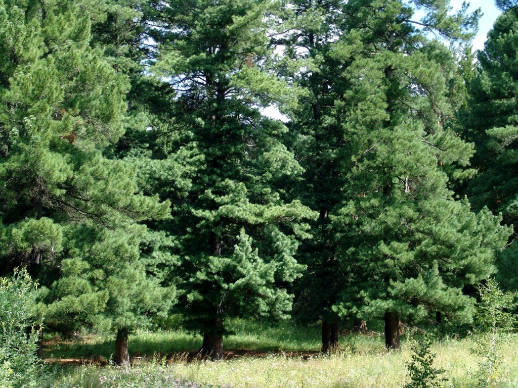 how to grow cedar trees